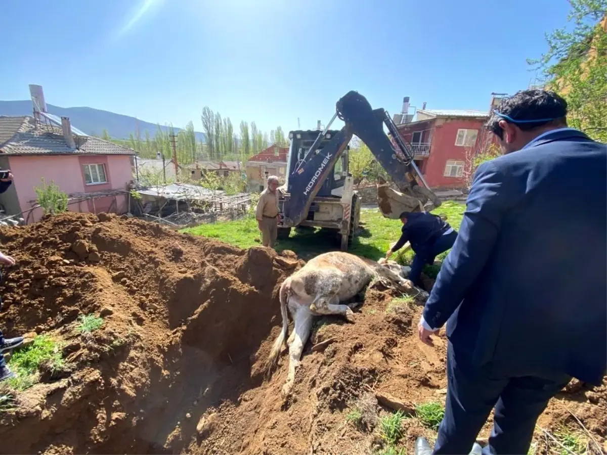 Konya\'da kuyuya düşen inek açılan tünel sayesinde kurtarıldı