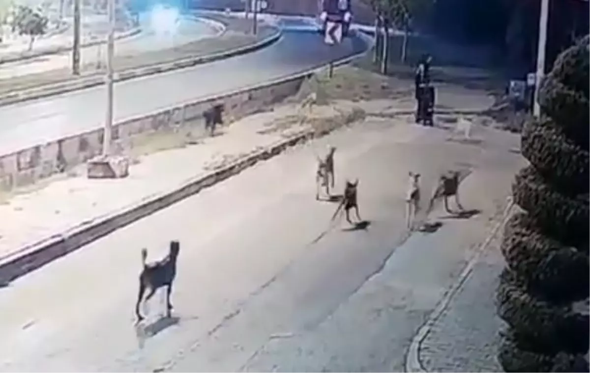 Sokakta yürürken köpek ordusunun saldırısına uğradı!