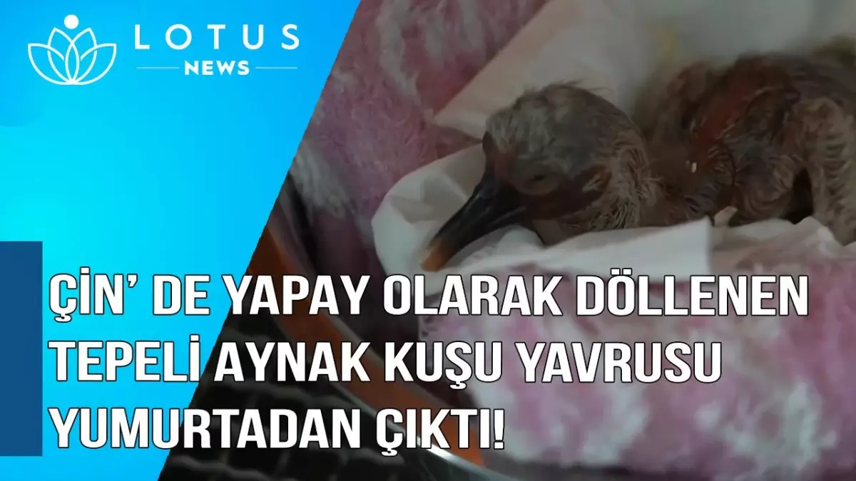 Video: Çin\'de Yapay Olarak Döllenen Tepeli Aynak Kuşu Yavrusu Yumurtadan Çıktı