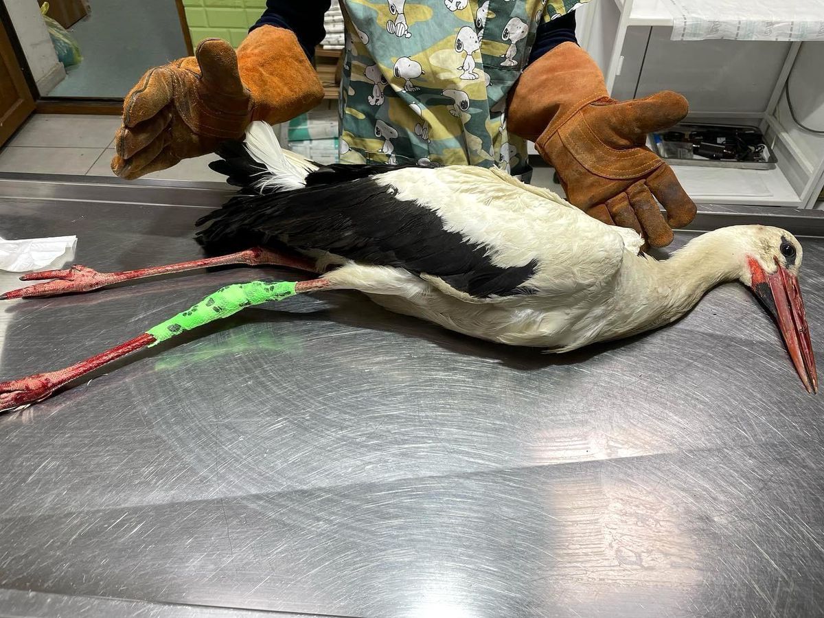 Yaralı halde bulunan leylek tedavisinin ardından koruma altına alındı