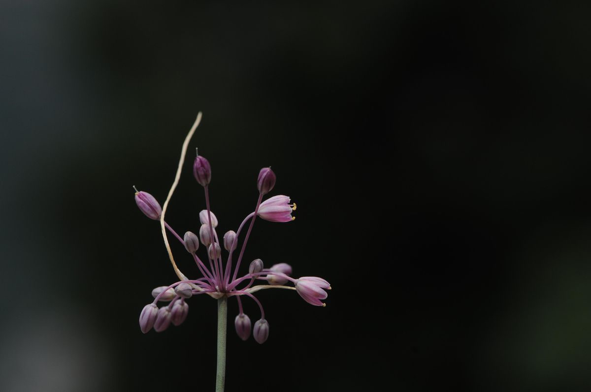 Yeni keşfedilen 'İzmir Soğanı' ile Türkiye'deki soğan türü sayısı 214'e yükseldi