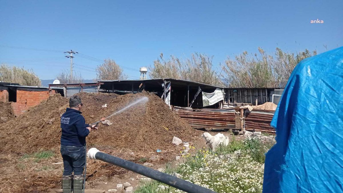 Burhaniye\'de İlaçlamalar Sürüyor