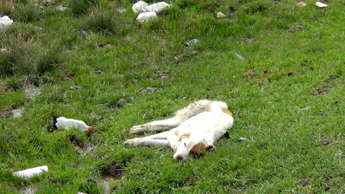 Son dakika haberi... Kars\'ta yaralı köpek ölüme terk edildi