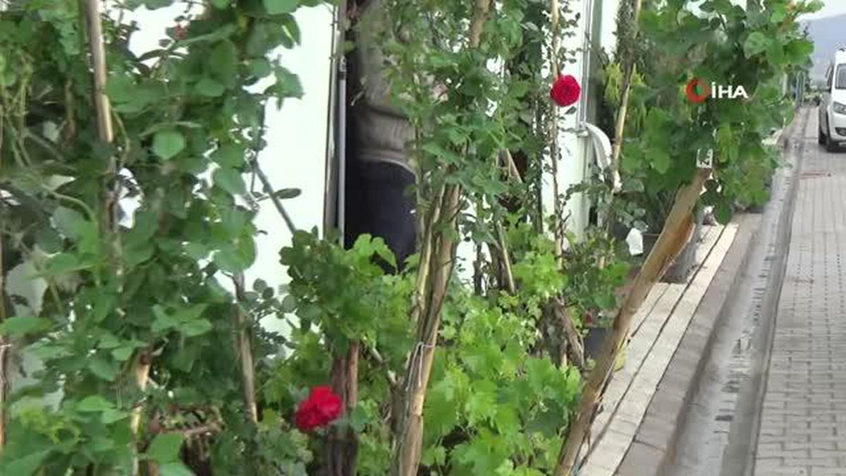 Mevsim şartları bu yıl fidancıları zora soktu