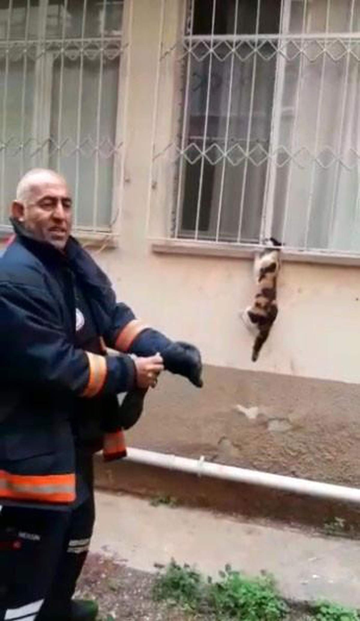 Son dakika haberi: Pencere korkuluğuna sıkışan kediyi itfaiye kurtardı