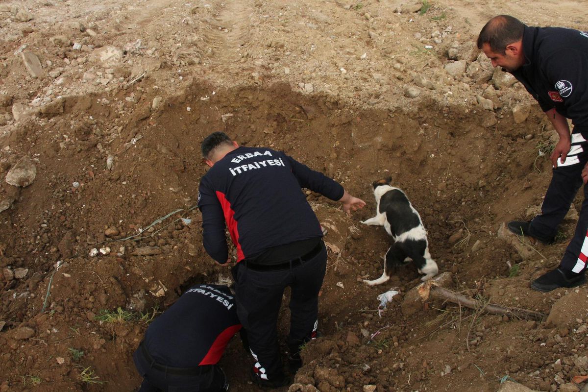 Son dakika haber... Tokat'ta toprak altında kalan köpek ve yavrularını itfaiye kurtardı