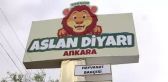 Yırtıcı hayvan parkında 3 aslan yavrusu dünyaya geldi