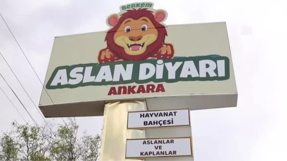 Yırtıcı hayvan parkında 3 aslan yavrusu dünyaya geldi