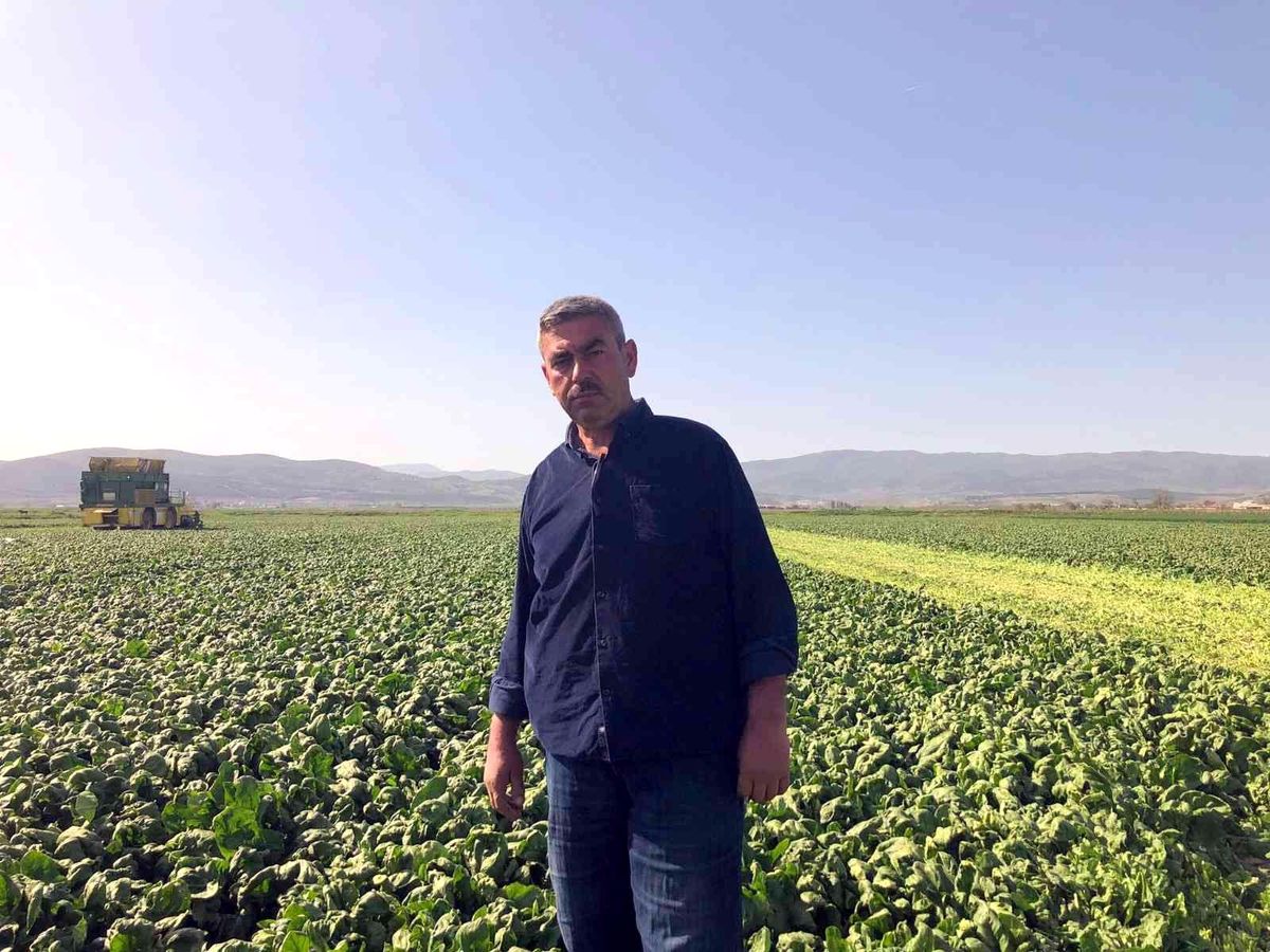 Avrupa\'nın ıspanağı Bursa\'dan gidiyor