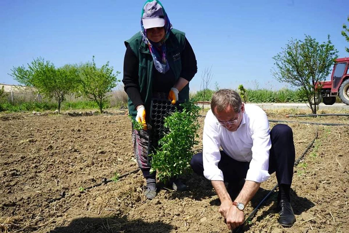Kadınların dikimini yaptığı organik ürünler Ayvalık'ta toprak ile buluştu