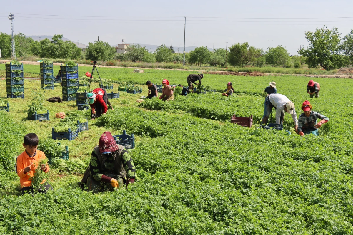 Kilis\'te tarım işçileri 1 Mayıs\'ı tarlada çalışarak geçirdi