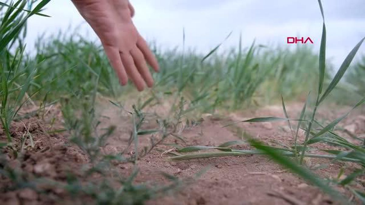 KONYA OVASINDA VERİM KAYBI KORKUSU