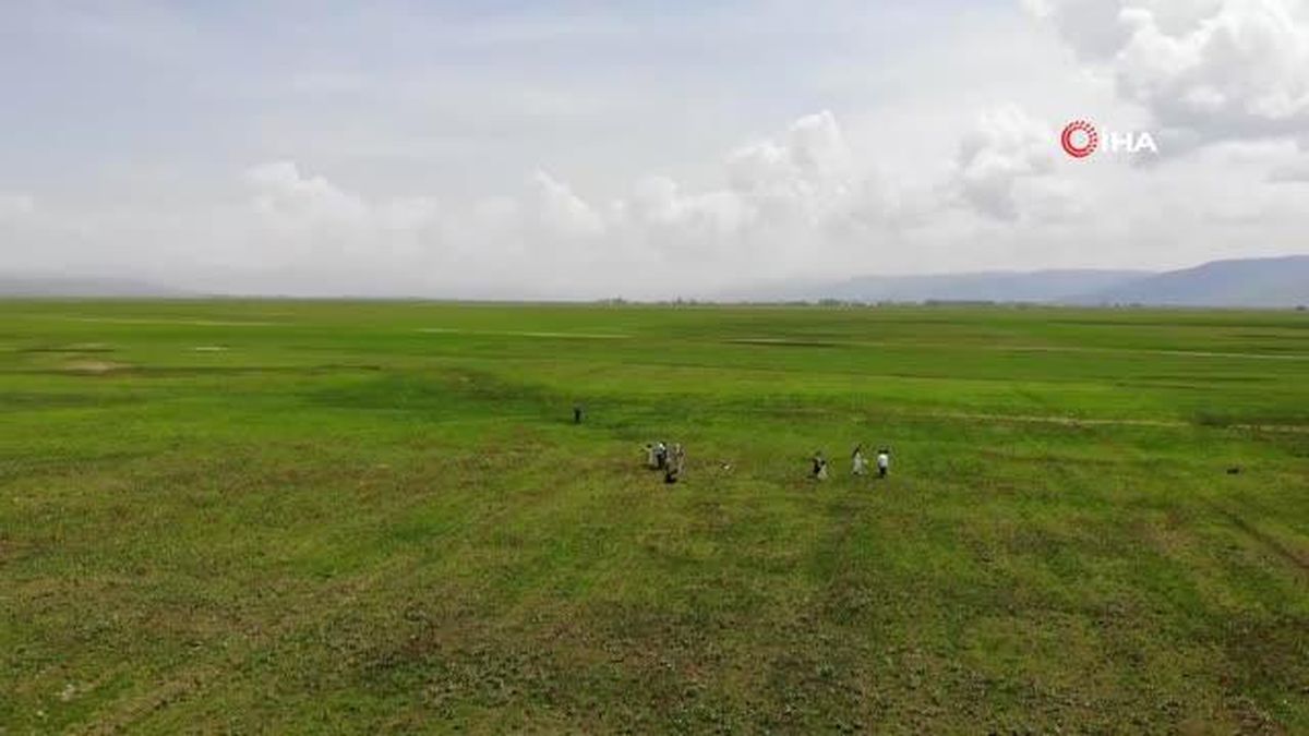 Muş Ovası lalelerle kırmızıya boyandı