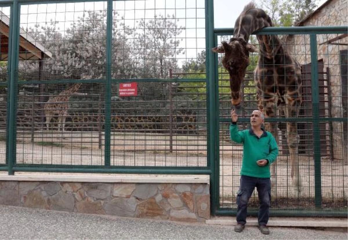 6 YIL SONRA EŞ BULUNAN ZÜRAFA ŞAKİR\'İN, BABA OLMASI İÇİN ÇALIŞILIYOR