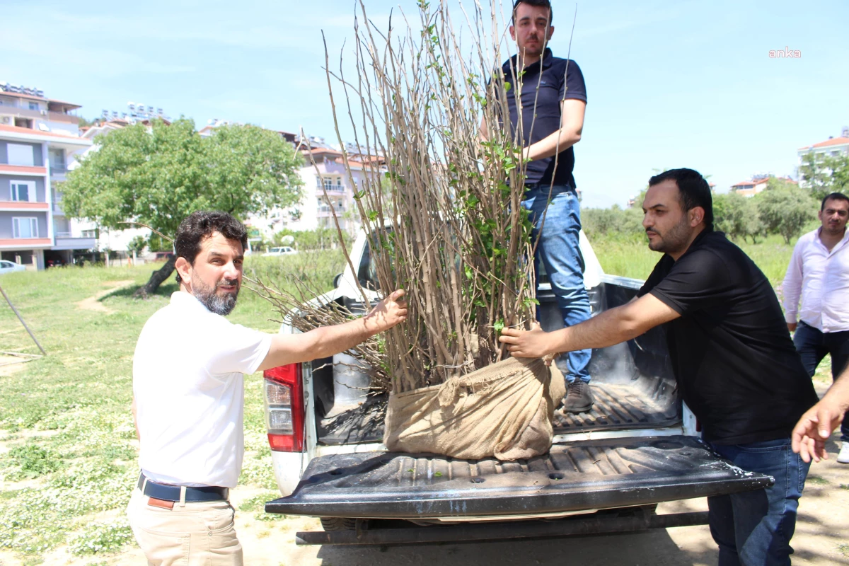 Antalya Büyükşehir\'den İpekböcekçiliğine Destek: Yanan Dut Fidanları Yerine Yenileri Verildi