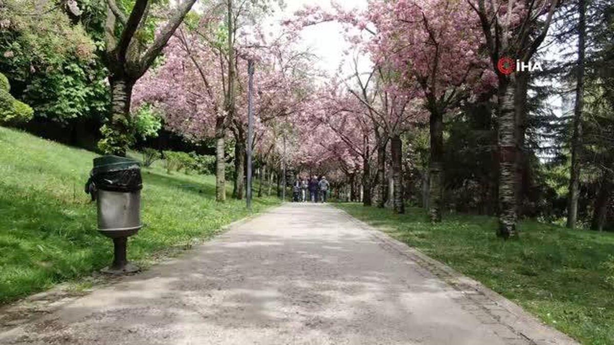 Başkentin ortasında adeta bir Japon bahçesi