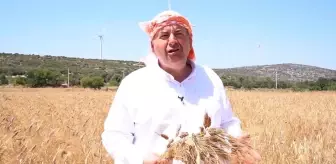 Çeşme'de Tarım Devrimi