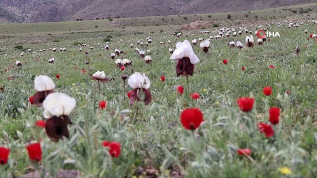 Iris Iberica çiçekleri göz kamaştırıyor