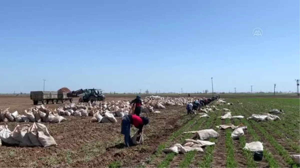 Türkiye\'de üretilen havucun yarısından fazlası bu mahallede yetiştiriliyor