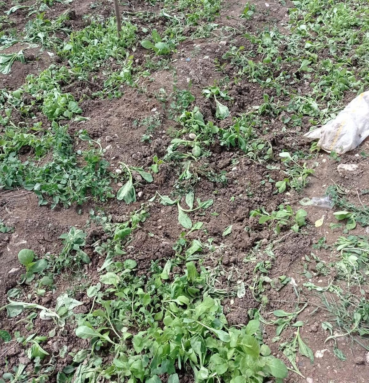 Yaban domuzları ekinlere zarar verdi