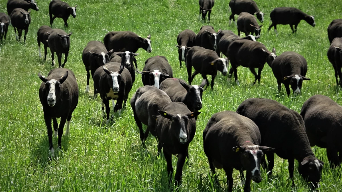 Zwartbles koyununu almak isteyenler aylar sonrası için sıraya giriyor