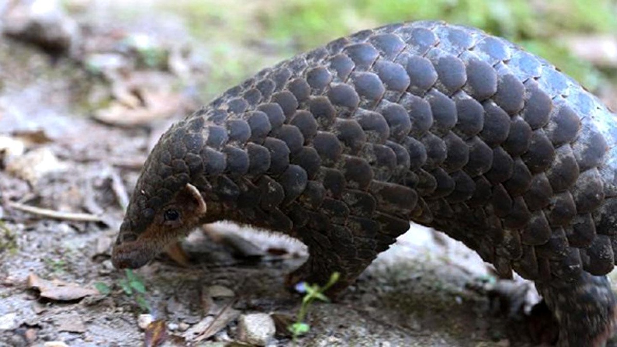 Çinli Bilim İnsanları, Malaya Pangolinlerinin Esaret Altında Yetiştirilmesinde Atılım Yaptı