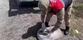 Muradiye'de 450 kilo balık yakalandı