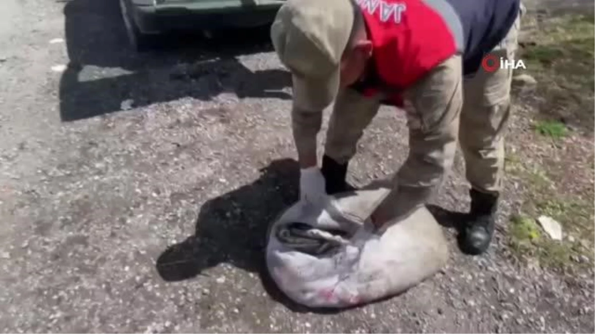 Muradiye\'de 450 kilo balık yakalandı