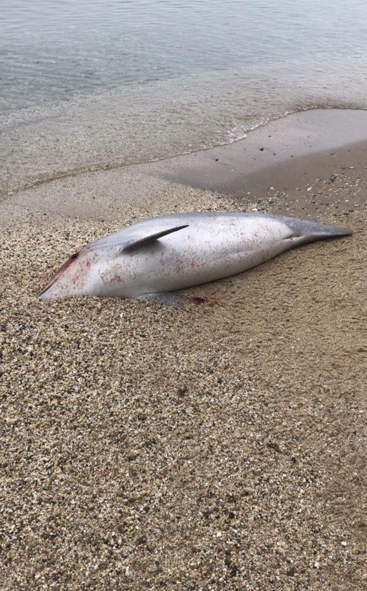 Sinop'ta iki ölü yunus kıyıya vurdu