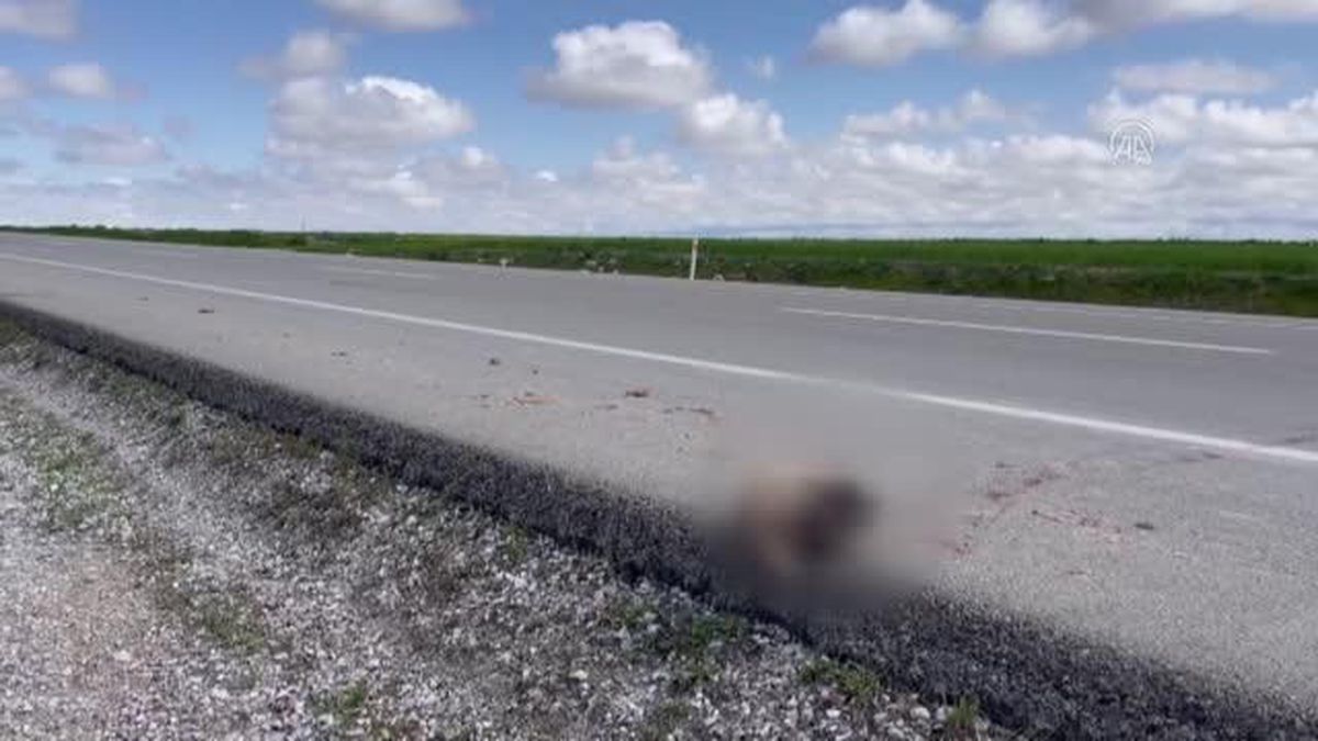 Aksaray'da aracın çarptığı porsuk telef oldu