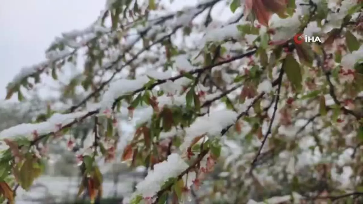 Artvin'e kış geri geldi, yüksek kesimlerde kar yağışı etkili oldu
