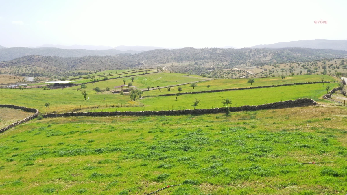 Aydın Büyükşehir, Kurak Arazileri Tarıma Kazandırdı