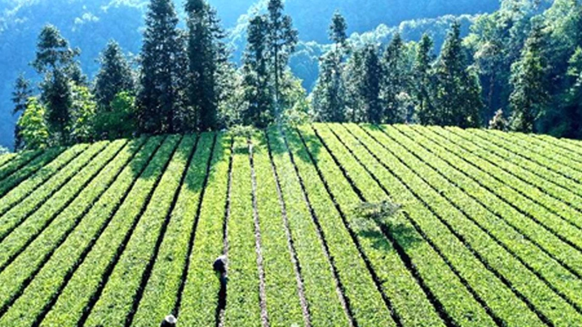 Çin\'de Çay Tarımı