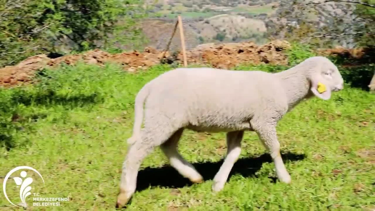 Merkezefendi Belediyesi\'nce Kadın Üreticilere Verilen Koyunlar, Kuzulamaya Başladı