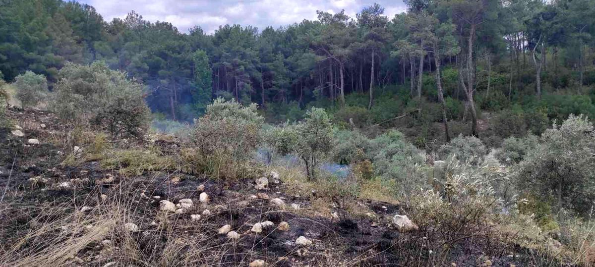 Son dakika: Zeytinlik alanda çıkan yangın ormana sıçramadan söndürüldü