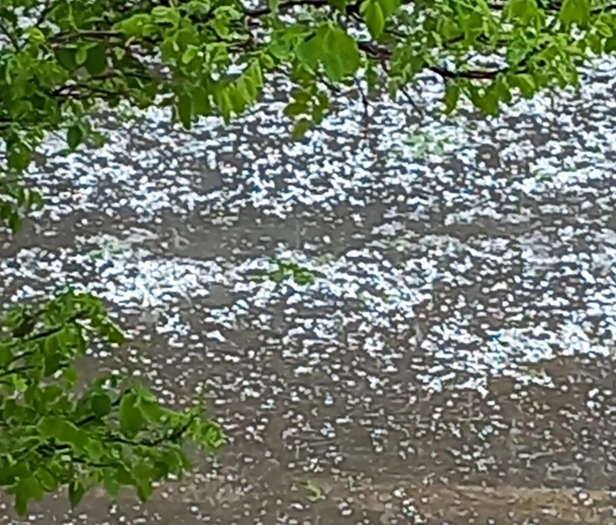 Doğanşehir'de dolu yağışı kayısıya zarar verdi
