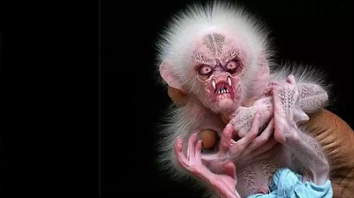 Bilim insanları Malezya\'da görülen bu gizemli maymunu arıyor!