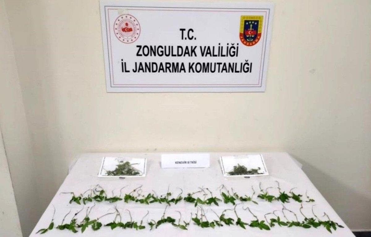 Kdz. Ereğli\'de 92 kök Hint keneviri ele geçirildi