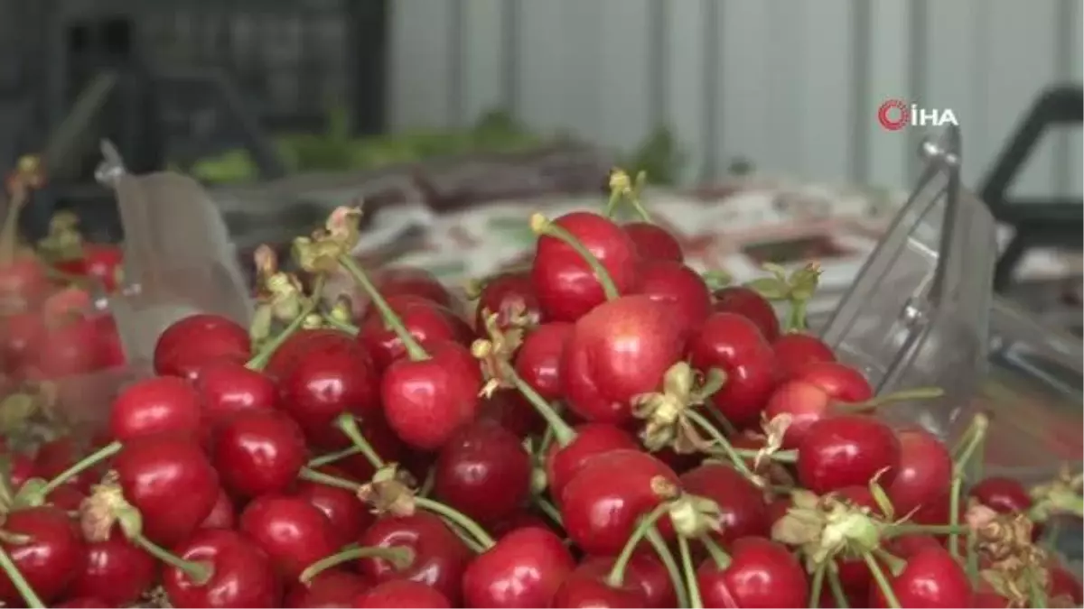Kirazda fiyatlar düştü...10 gün sonra 10 TL\'ye kadar gerilemesi bekleniyor
