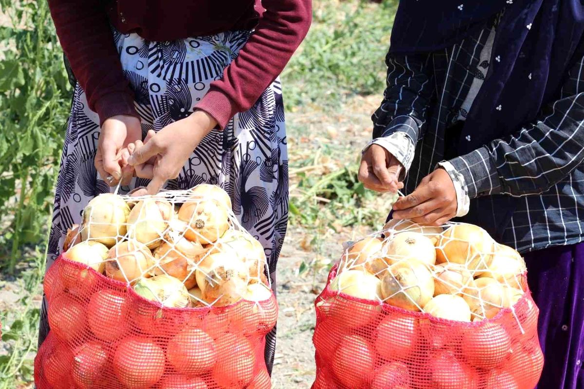 Kuru soğan zam şampiyonu oldu