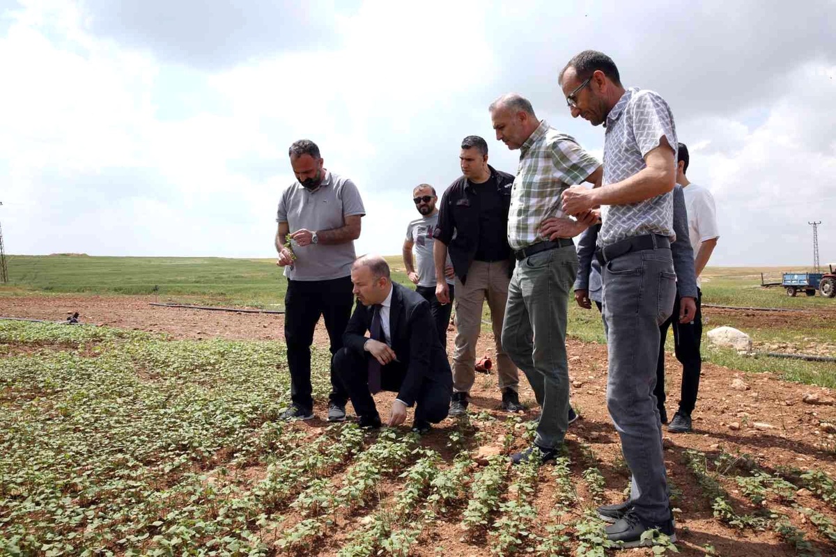 Mardin Büyükşehir Belediyesi\'nden çölyak hastalarına müjdeli haber