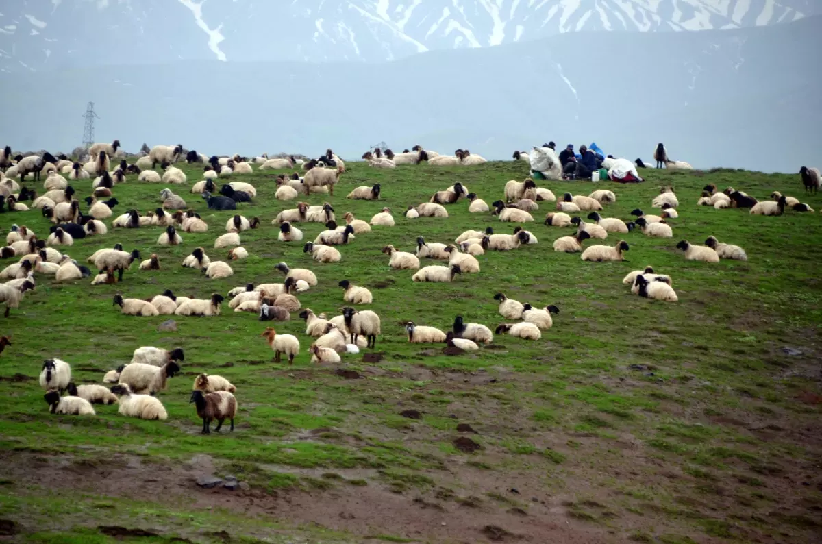 Göçerlerin yayla mesaisi başladı