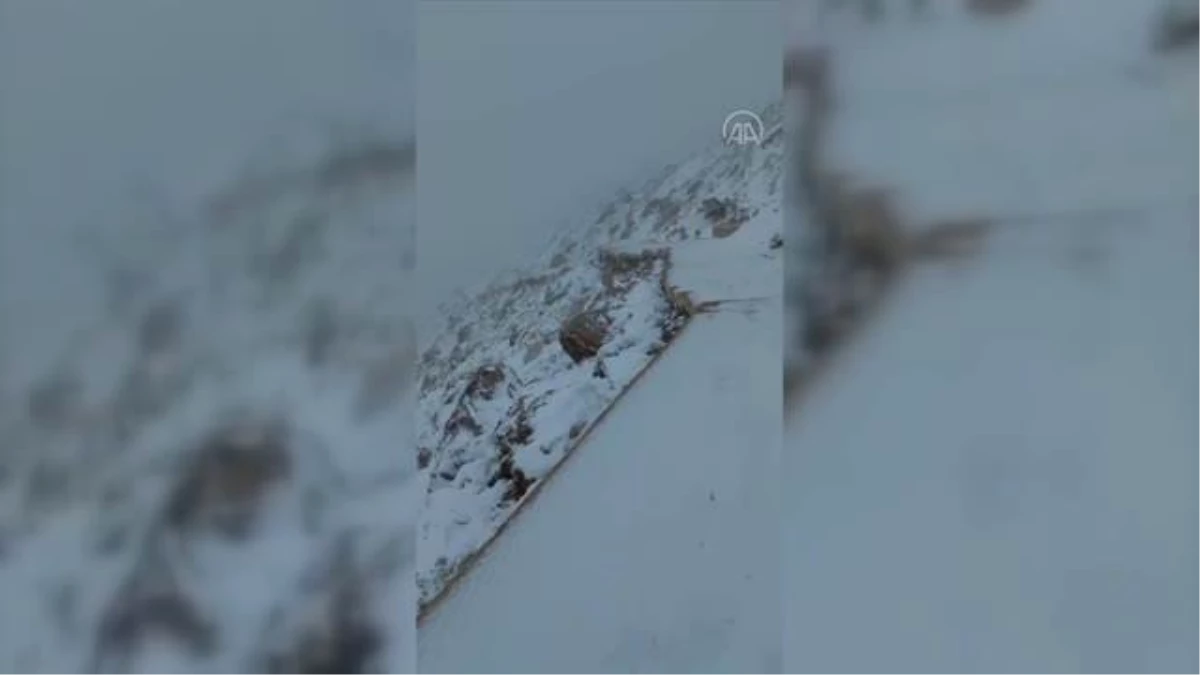 Nemrut Dağı\'nda kar yağışı etkili oldu