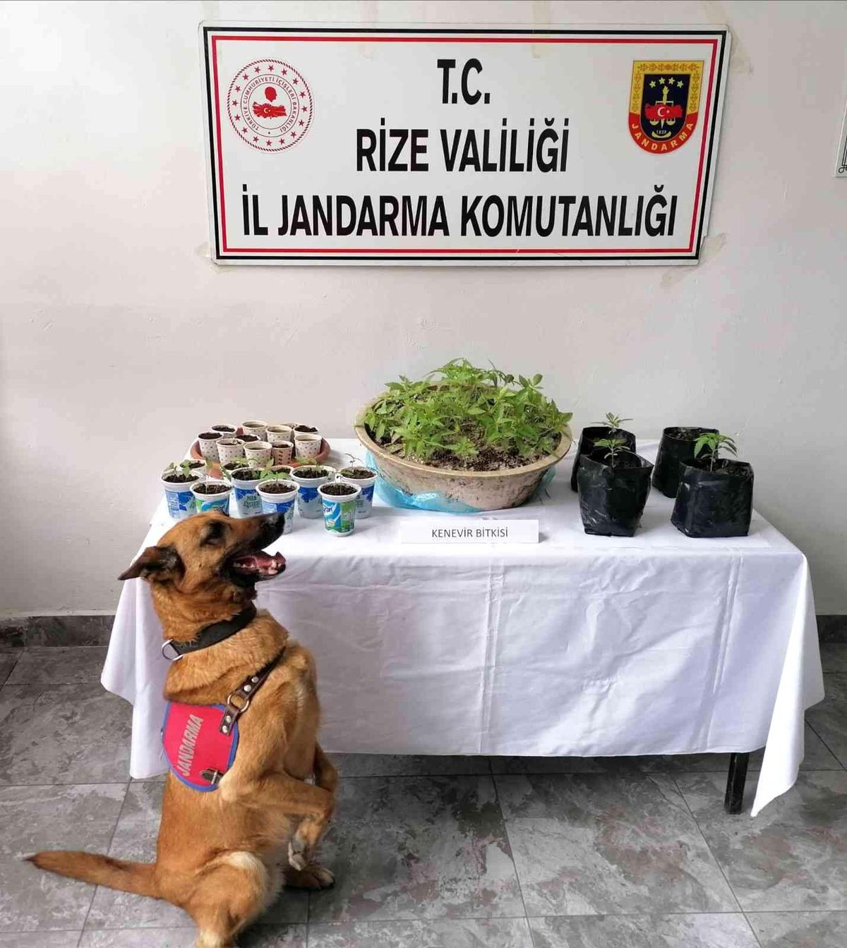 Son dakika haberi | Rize\'de uyuşturucu operasyonu: 2 gözaltı