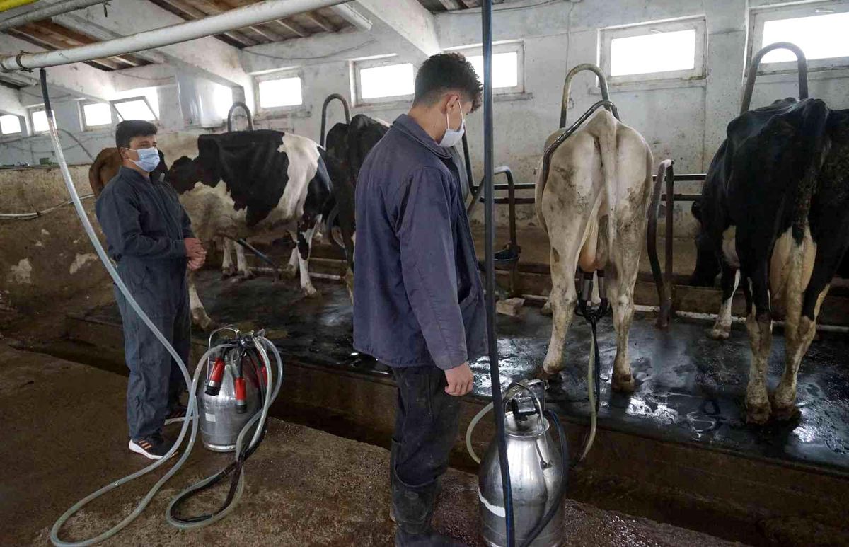 Türkiye\'de 2021\'de 23 milyon 200 bin 306 ton ton çiğ süt üretildi