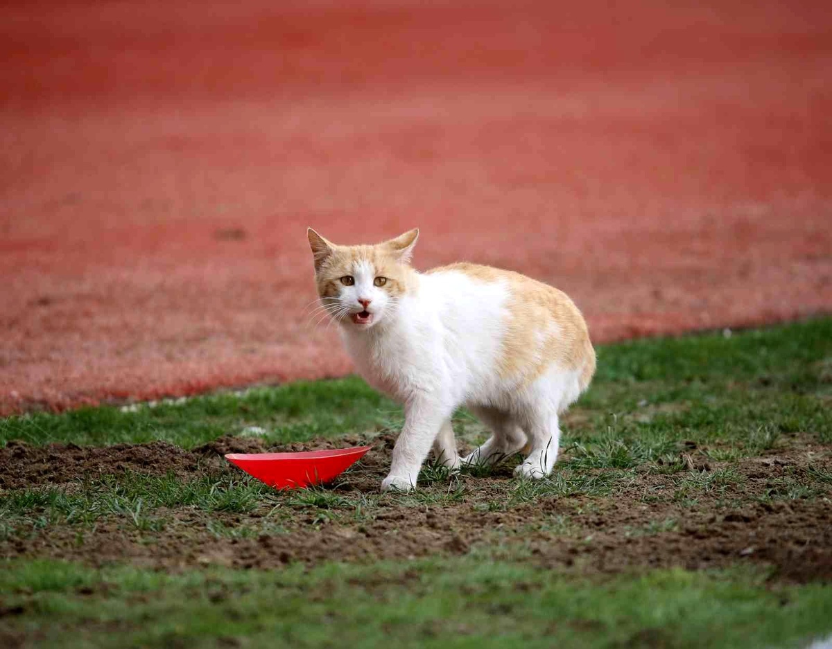 4 Eylül Stadyumu\'nda sahaya kedi girdi