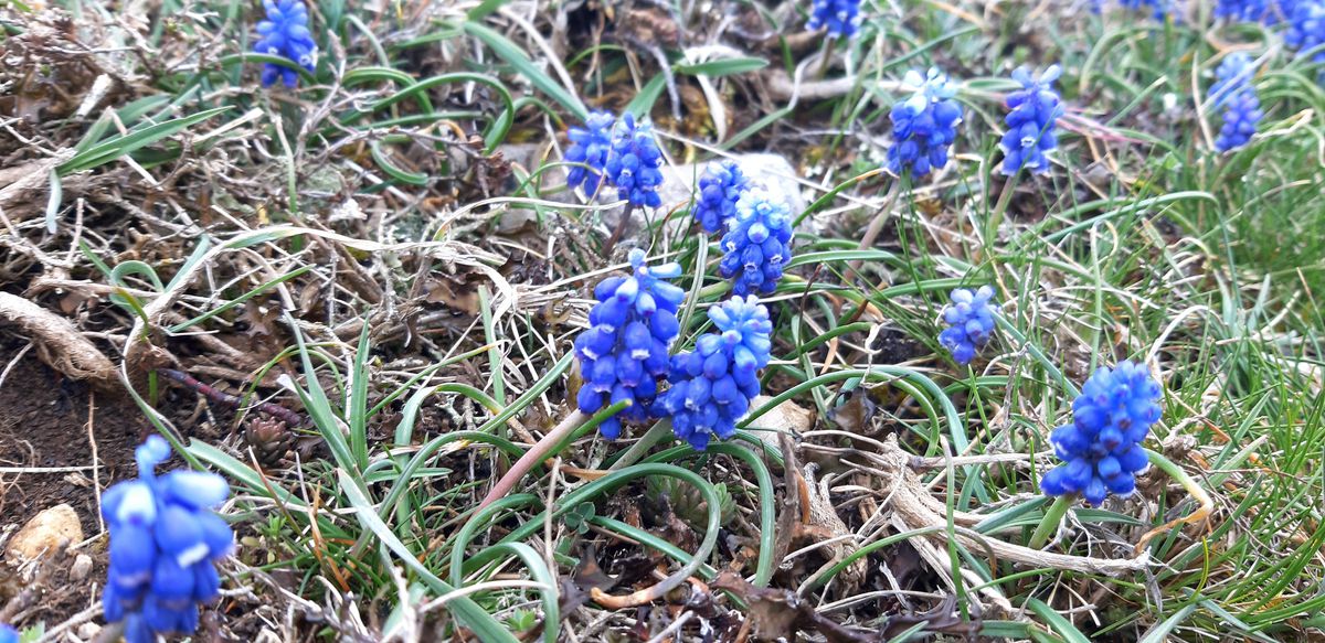 Abant'ta eriyen karların ardından çiçekler açtı