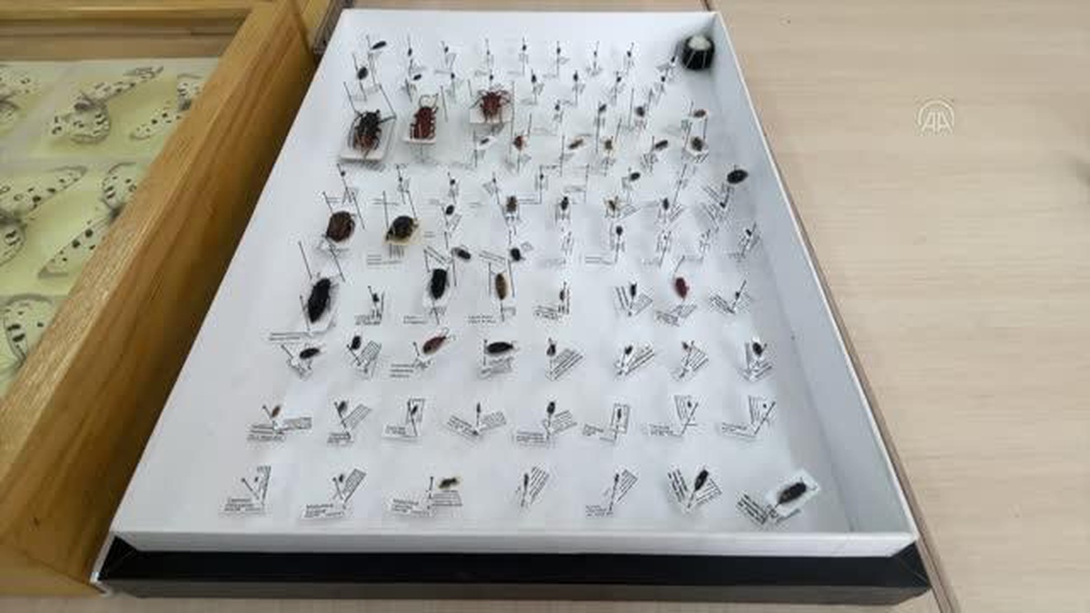 Göller Yöresi\'ndeki meşe ormanlarında 15 yılda 17 böcek türü keşfedildi