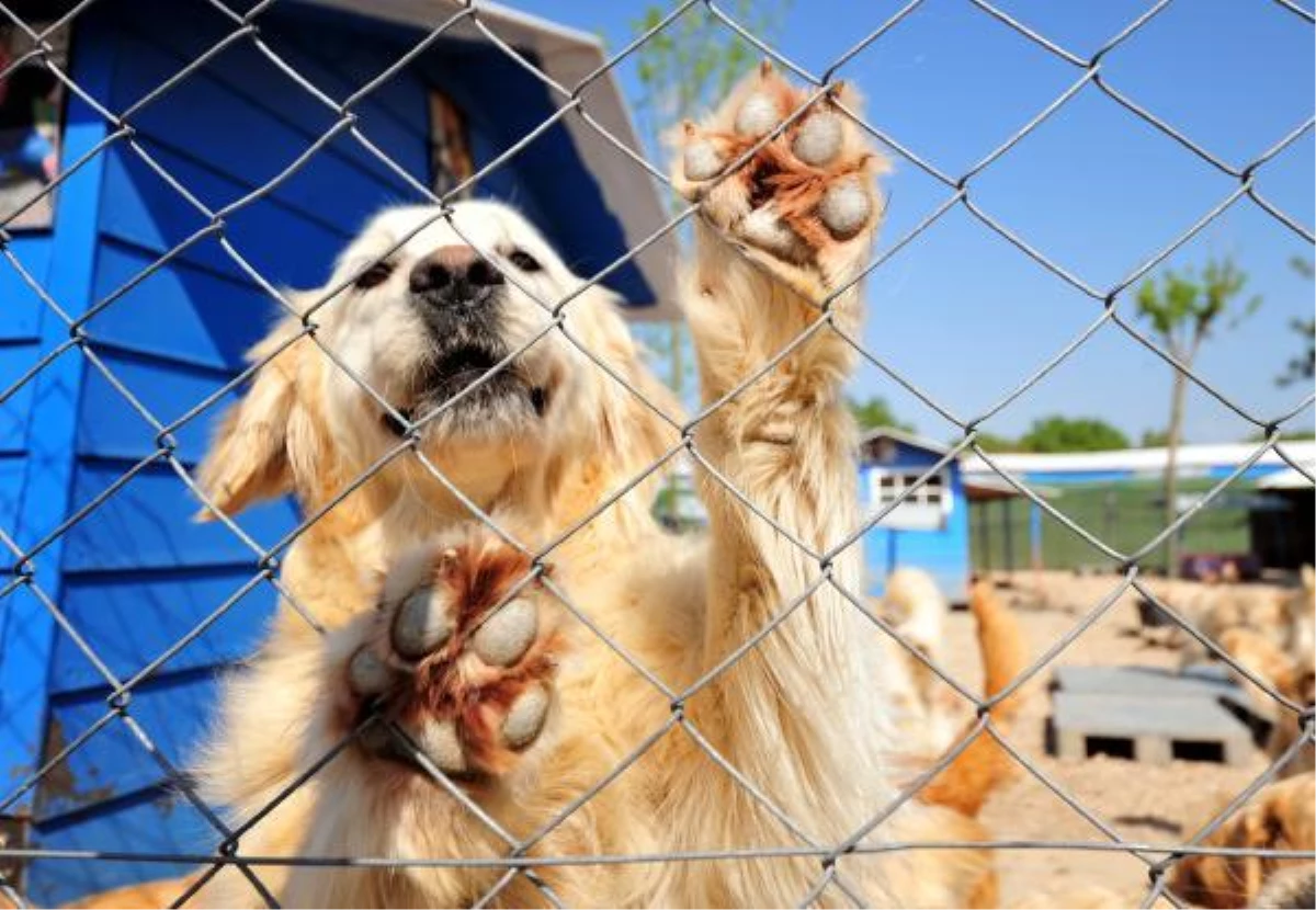 'İNTERNETTEN YASAKLI IRKLARIN SATIŞI ENGELLENMELİ'