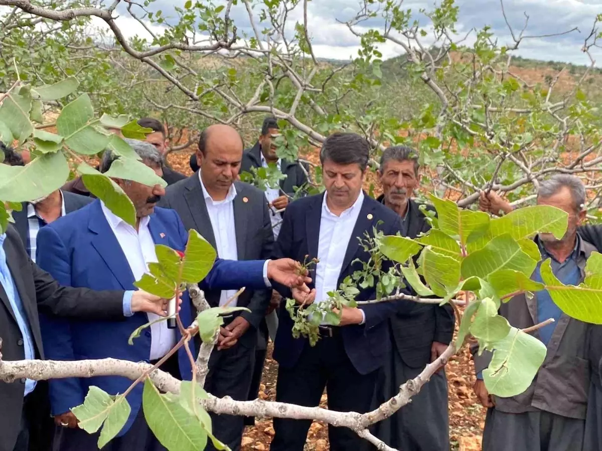 Milletvekili Tutdere: "Dolu afetinden dolayı ağaçlarda dal, ekinlerde başak kalmadı"